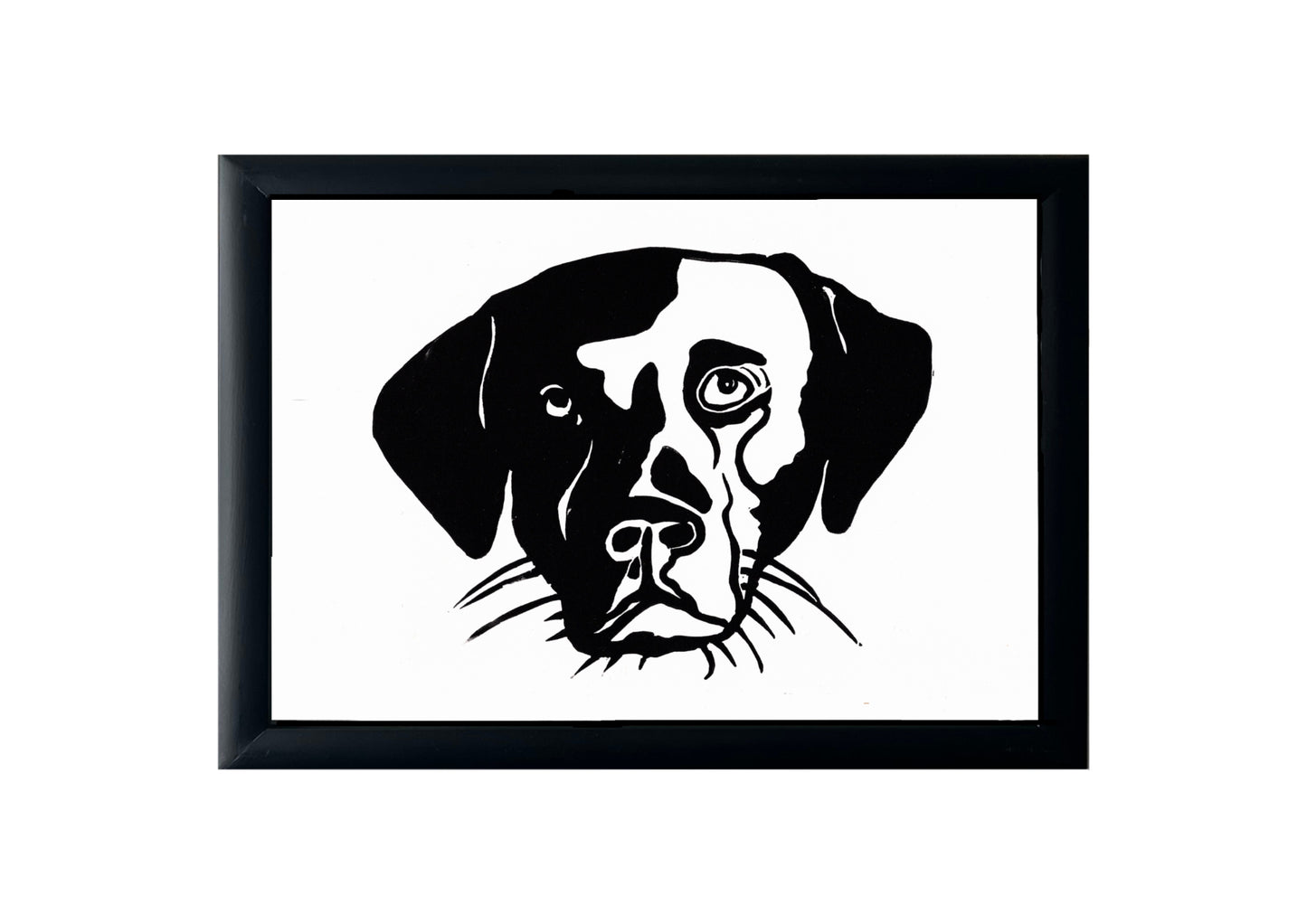 Black Labrador