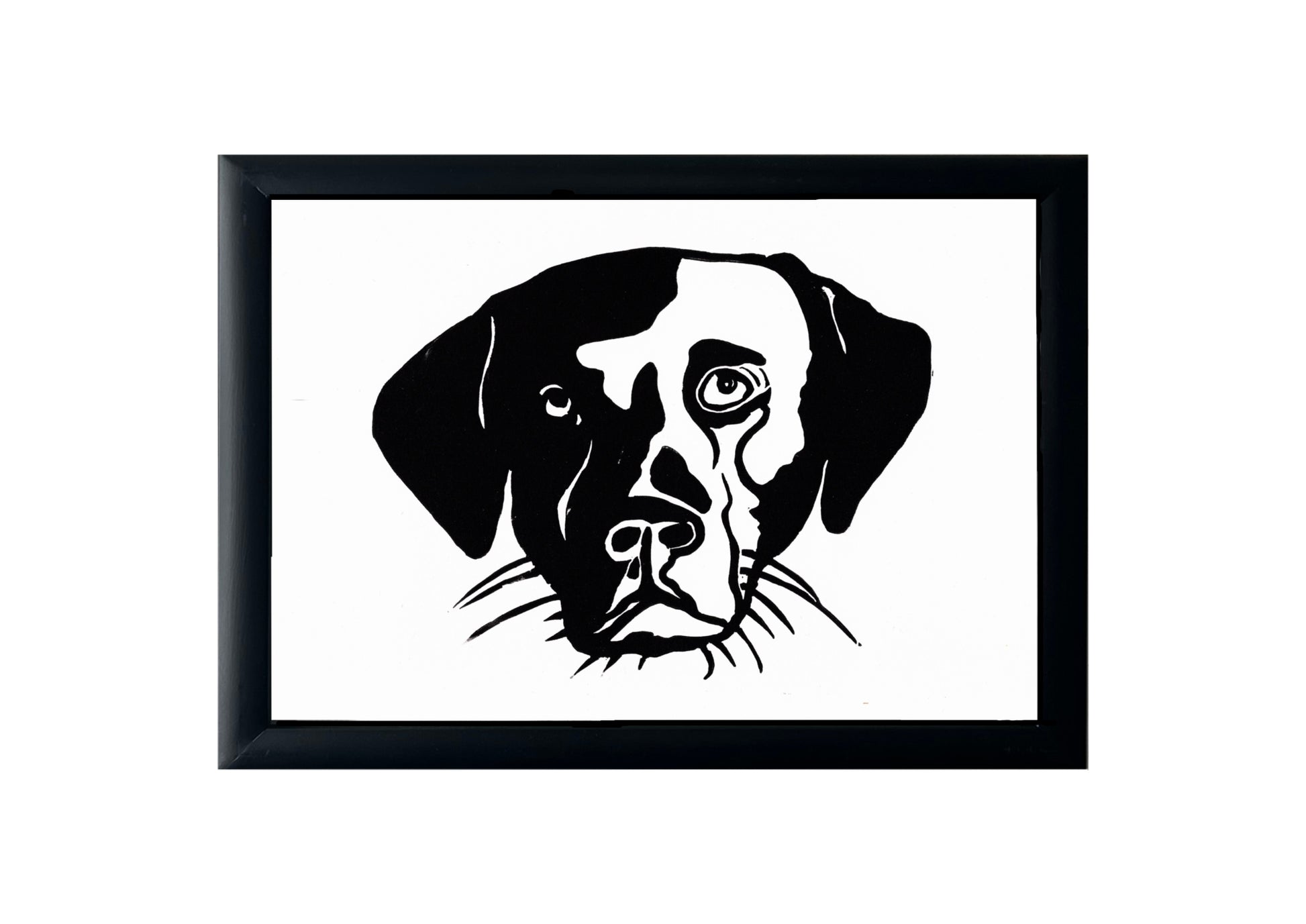 Black Labrador