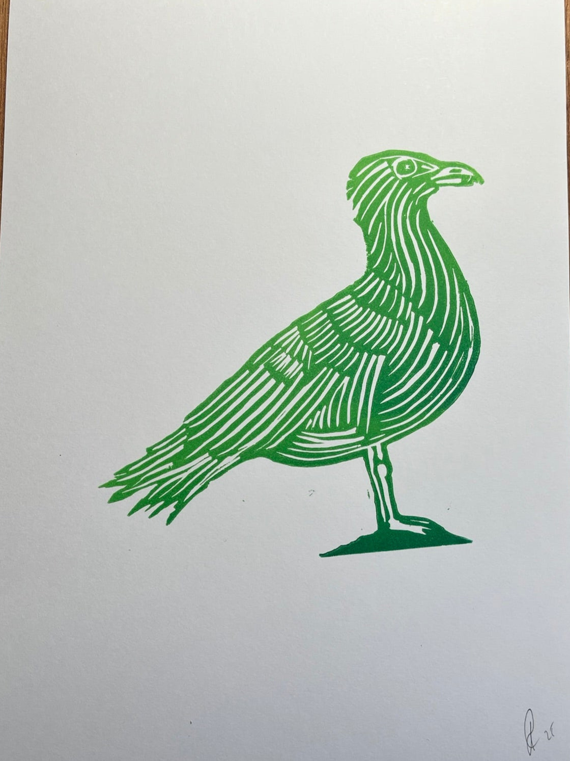 Green Gull